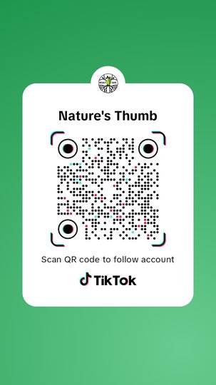 TikTok NT QR Code